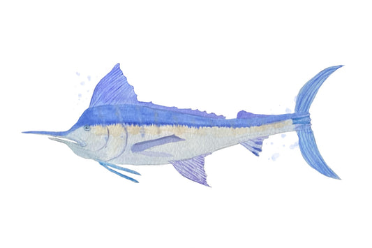 Blue Marlin Watercolor Print